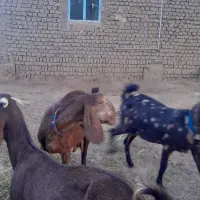 4عدد بز جوان پاکستانی|حیوانات مزرعه|تربتحیدریه, ابوذر|دیوار