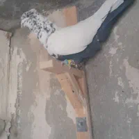 دم سیاه خوبو