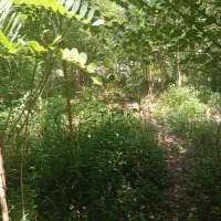 زمین مسکونی فقط متری 5300