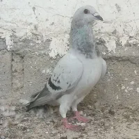 جوانه شامی پولکی دلبر