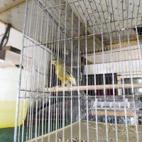 قناری ماده|پرنده|تهران, نازی‌آباد|دیوار