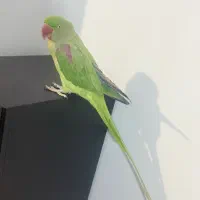 شاه طوطی اسکندر دستی