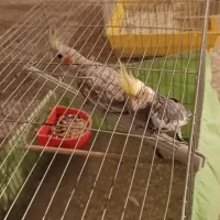 عروس با لوازم|پرنده|محمدیه-قزوین, |دیوار