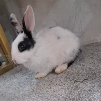 خرگوش|موش و خرگوش|مریوان, |دیوار