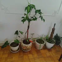 ۱۰ عدد گلدان کوچک و بزرگ آپارتمانی