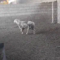 بره درجه یک