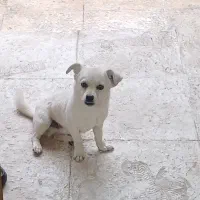 فروش سگ پا کوتا نر  با کبوتر چپ