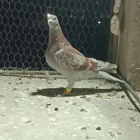 دورگ صید پرشی|پرنده|بجنورد, |دیوار