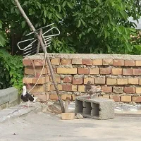 کبوتر نقطه