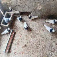 کفتر طوقی ککلی