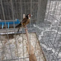 دوتا سهره کرمونی ویک رسمی بخون|پرنده|هشتگرد, هشتگرد قدیم|دیوار