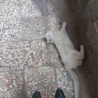 گربه|گربه|خرم‌آباد, |دیوار