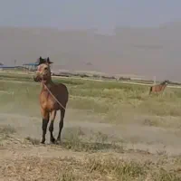 اسب صمندنریون