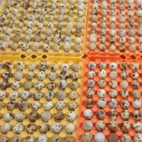 تخم مرغ خونگی تازه وتخم بلدرچین تازه|خوردنی و آشامیدنی|نجف‌آباد, شهدای غربی|دیوار