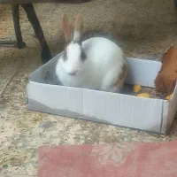 خرگوش بالغ جنسیت نر