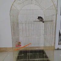 مینا‌|پرنده|مشهد, باغون آباد|دیوار