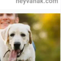 توله سگ شکاری لابرادور اصیل فول فول|سگ|لنگرود, |دیوار