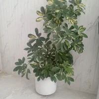 گل شفلرا