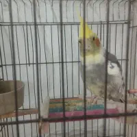 عروس هلندی|پرنده|کاشمر, |دیوار