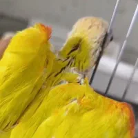 ردچیک اورجینال دونخور تعداد