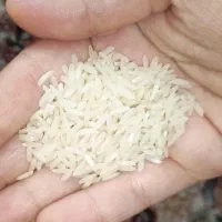 برنج درجه یک هاشمی معطر(مخصوص)