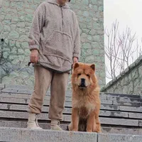 سگ چاوچاو