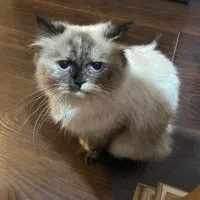 واگذاری غیر رایگان گربه هیمالین اسکاتیج