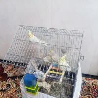 عروس هلندی|پرنده|قم, شهر قائم|دیوار