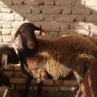 بره نر بزری