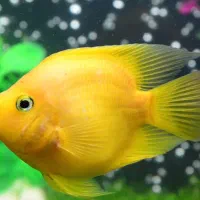 ماهی گوشتخوار