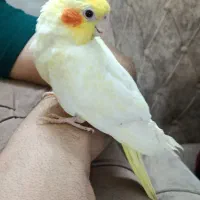 عروس هلندی ماده