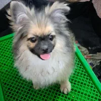 سگ پامرین  (کایلا)|سگ|کیاشهر, |دیوار