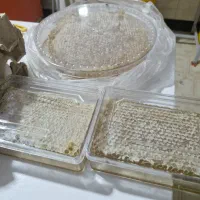 عسل خوب مرغوب در شاهیندژ خرما تازه هم رسید