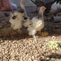 مرغ برهما|حیوانات مزرعه|خرمدشت, |دیوار