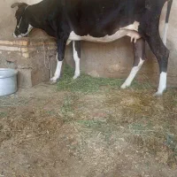 گاو شیری بدونه گوساله ابستن شرط
