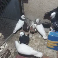 کبوتر