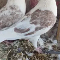 باسلام ازدم بدونه چونه دونه ای پانصدیاحق|پرنده|یزدان شهر, |دیوار