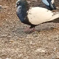 پرنده