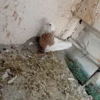 کبوتر|پرنده|مشهد, کشف|دیوار