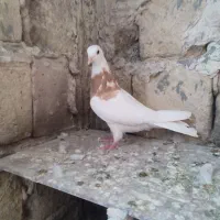 تعدادی کبوتر گرفته