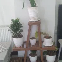 فروش فوری استند گل به علت جابجایی