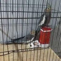 عروس هلندی اهلی نر