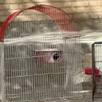 قفس پرنده|لوازم جانبی حیوانات|کبودرآهنگ, |دیوار