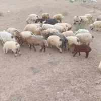 گوسفند داشتی