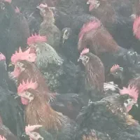 خروس محلی اصل