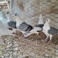 تعدادی پشدار و سفید|پرنده|قزوین, |دیوار