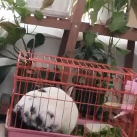 واگذاری رایگان