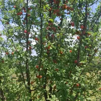 زمین زراعی باغ|فروش خانه و ویلا|پلدشت, |دیوار