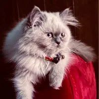 هیرا گربه نر پرشین خالص آیس بلو|گربه|تهران, پرستار|دیوار