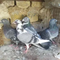 کبوتر|پرنده|مرودشت, نقش رستم|دیوار